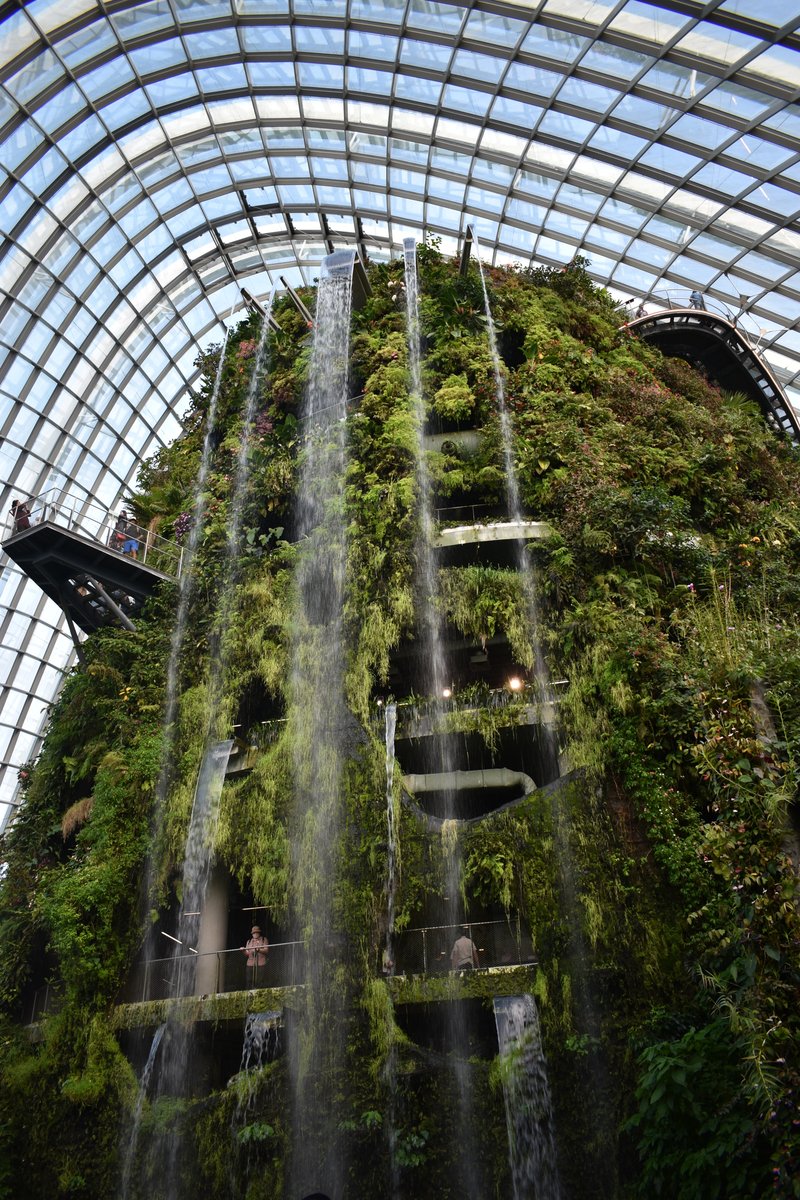 Cloud Forest